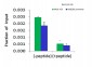 CTCF antibody - N-terminal region